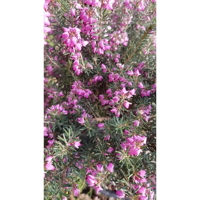 Erica X darleyensis 'George Rendall' / Bruyère d'hiver rose / Conteneur de 3 à 4 litres