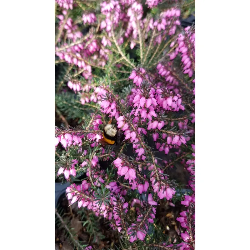 Erica X darleyensis 'Kramer's Rot' / Bruyère d'hiver rose / Conteneur de 3 à 4 litres