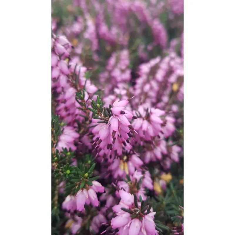 Erica X darleyensis 'J.W.Porter' / Bruyère d'hiver rose / Conteneur de 3 à 4 litres