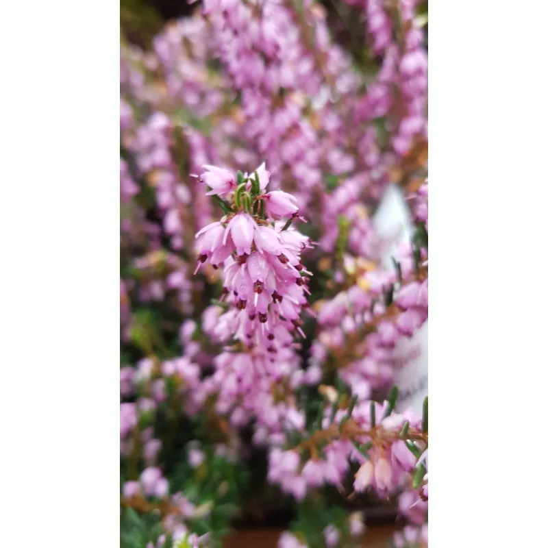 Erica X darleyensis 'Rose' / Bruyère d'hiver rose / Conteneur de 3 à 4 litres