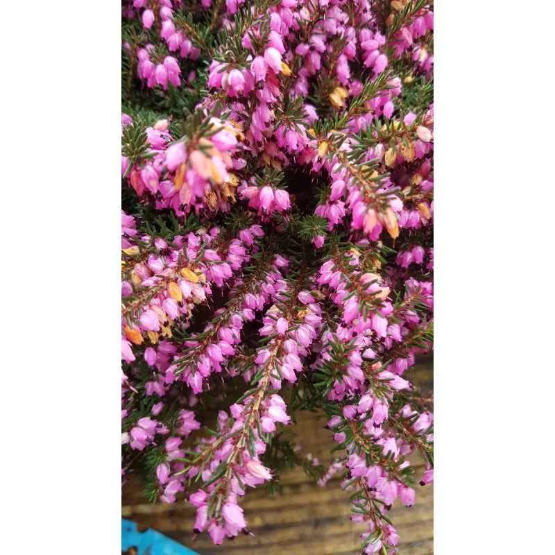Erica X darleyensis 'Rouge' / Bruyère d'hiver rouge rosée / Conteneur de 1 à 1.9 litres