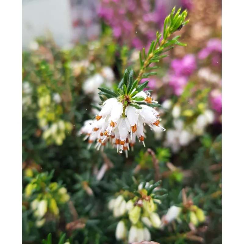 Erica X darleyensis 'Blanche' / Bruyère d'hiver blanche / Conteneur de 3 à 4 litres