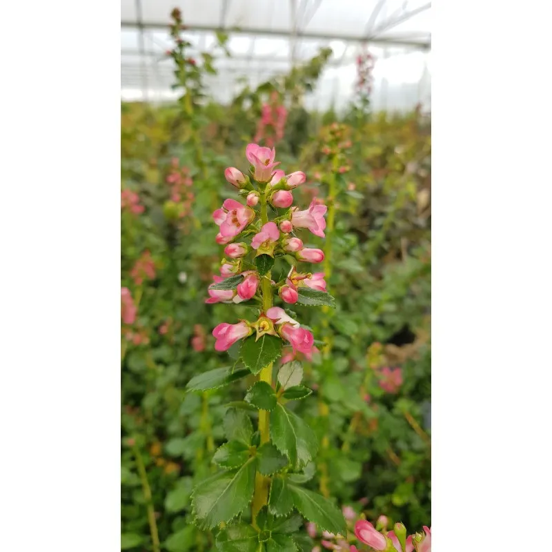 Escallonia x 'Pride of Donard' / Escallonia à fleur rouge clair / Conteneur de 7 à 10 litres
