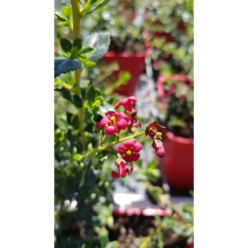 Escallonia x 'Red Elf' / Escallonia à fleur rouge / Conteneur de 3 à 4 litres