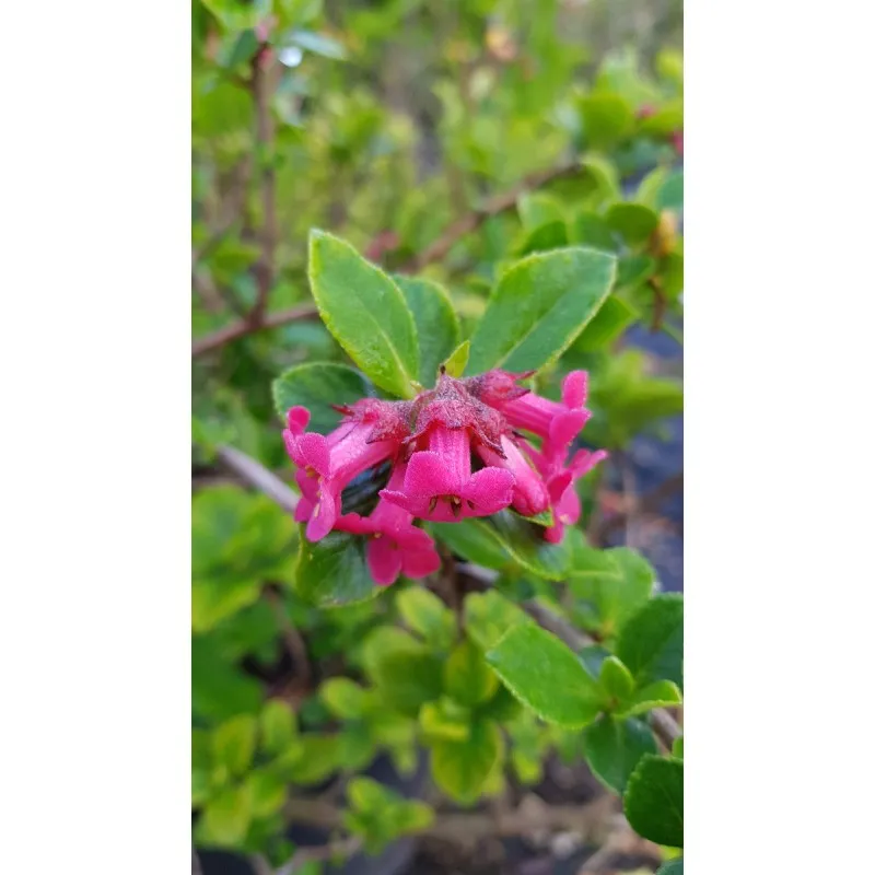 Escallonia x 'Compacta Coccinea' / Escallonia à fleur rouge / Conteneur de 3 à 4 litres