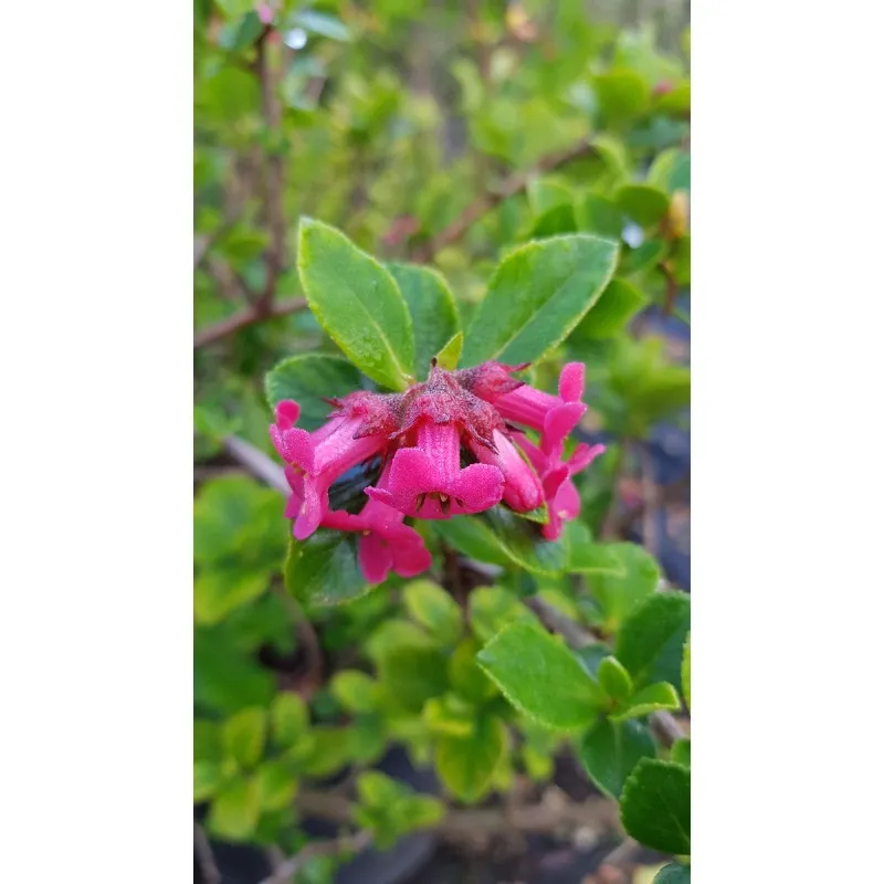 Escallonia x 'Red Dream' / Escallonia à fleur rose / Conteneur de 3 à 4 litres
