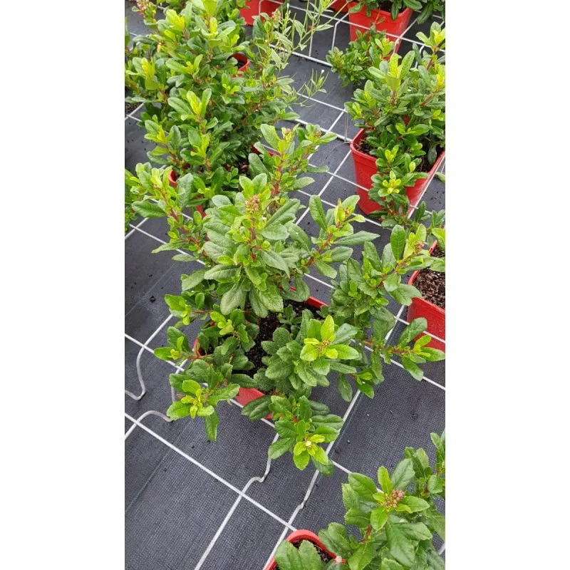 Escallonia organiensis / Escallonia à fleur rose / Conteneur de 3 à 4 litres