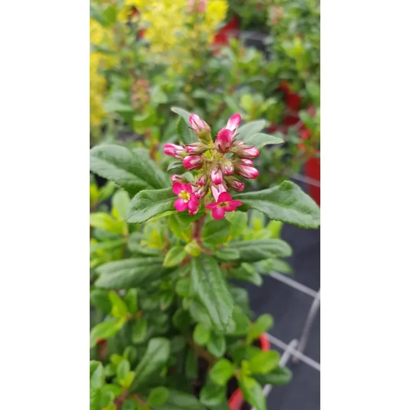 Escallonia organiensis 'Le Louage' / Escallonia à fleur rouge / Conteneur de 3 à 4 litres