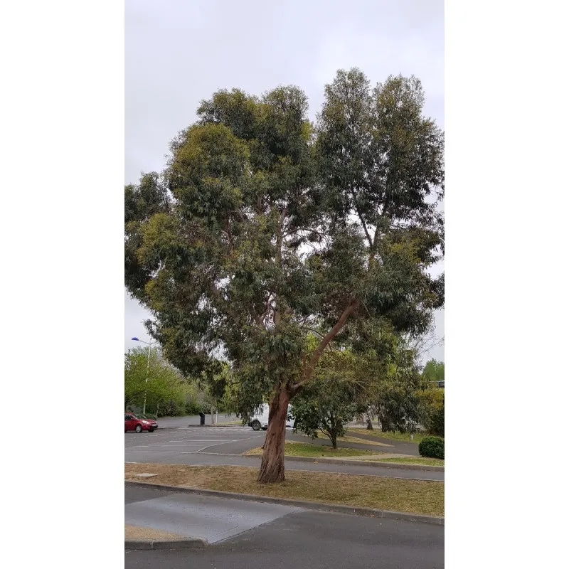 Eucalyptus gunnii / Gommier cidre / Conteneur de 3 à 4 litres