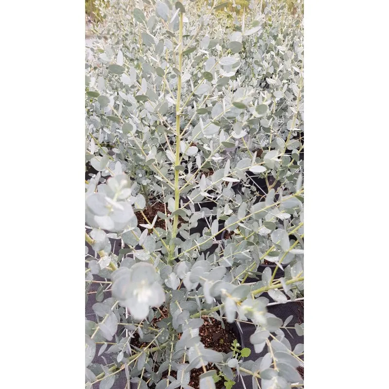 Eucalyptus gunnii 'Silverana'® / Gommier cidre compact bleu métallique / Conteneur de 5 à 6 litres