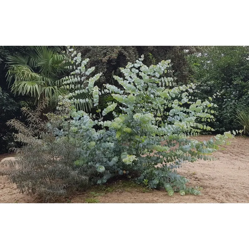 Eucalyptus pulverulenta 'Baby Blue' / Gommier poudreux / Conteneur de 3 à 4 litres