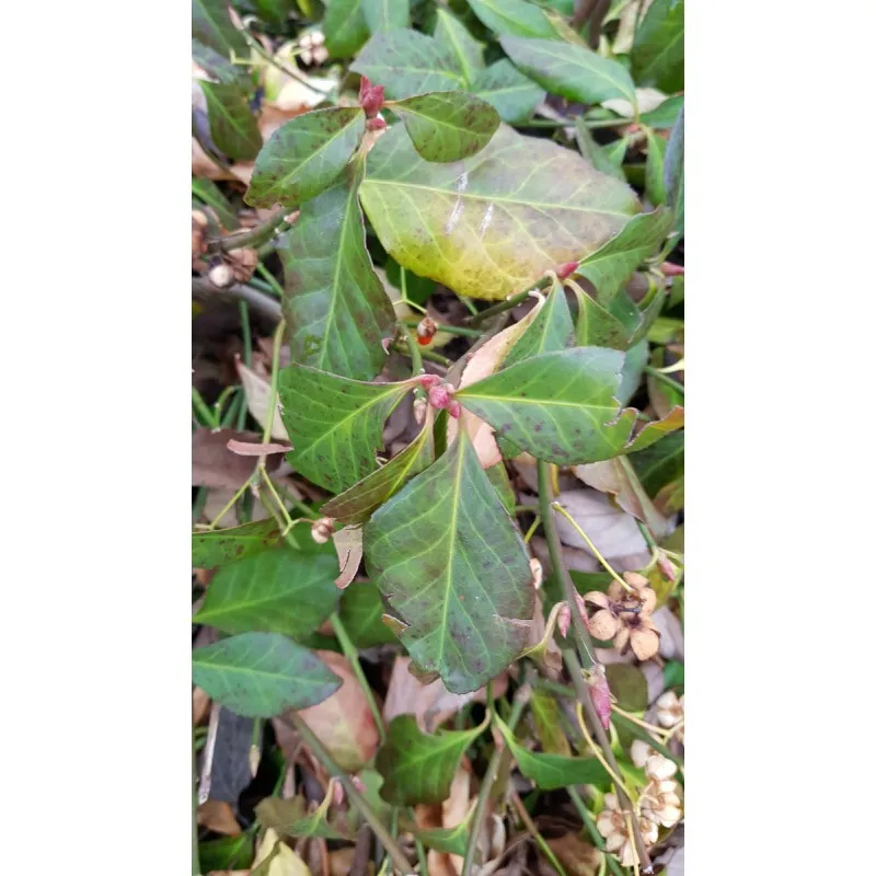 Euonymus fortunei 'Coloratus' / Fusain rampant / Conteneur de 3 à 4 litres