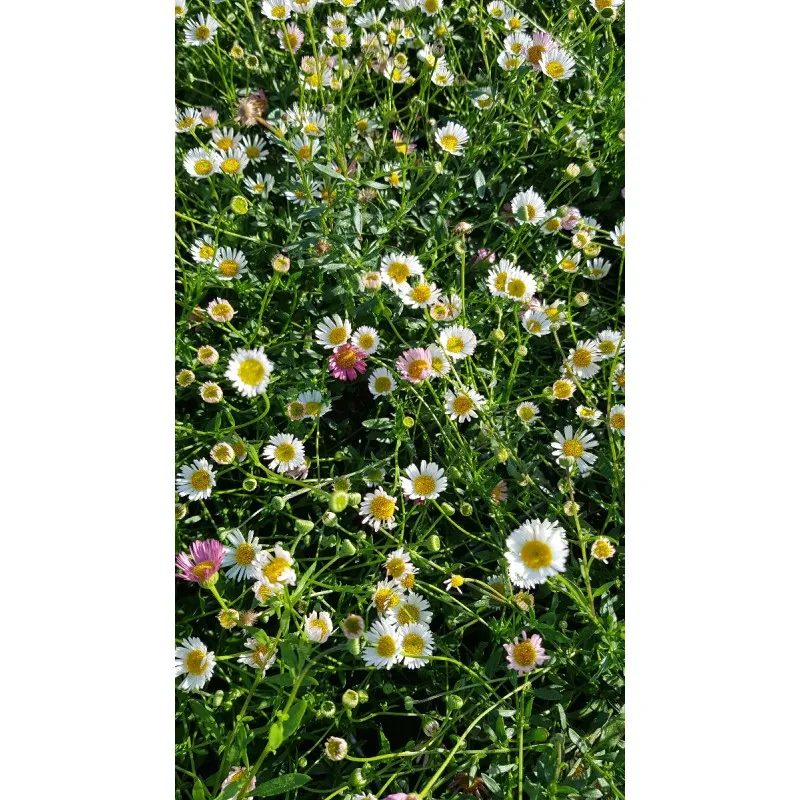 Erigeron karvinskianus / Pâquerette des murailles / Conteneur de 1.5 à 2.9 litres / Vivace