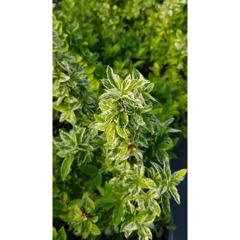 Euonymus fortunei 'Harlequin' / Fusain de Fortune / Conteneur de 3 à 4 litres