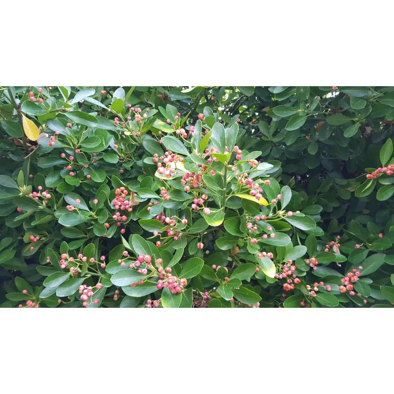 Euonymus japonicus / Fusain du Japon / Conteneur de 3 à 4 litres