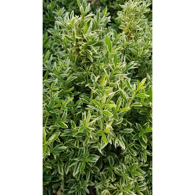 Euonymus japonicus 'Microphyllus Albovariegatus' / Fusain du Japon / Conteneur de 3 à 4 litres