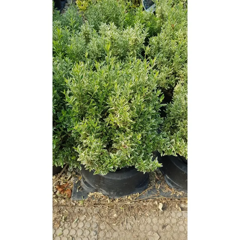 Euonymus japonicus 'Microphyllus Albovariegatus' / Fusain du Japon / Conteneur de 7 à 10 litres