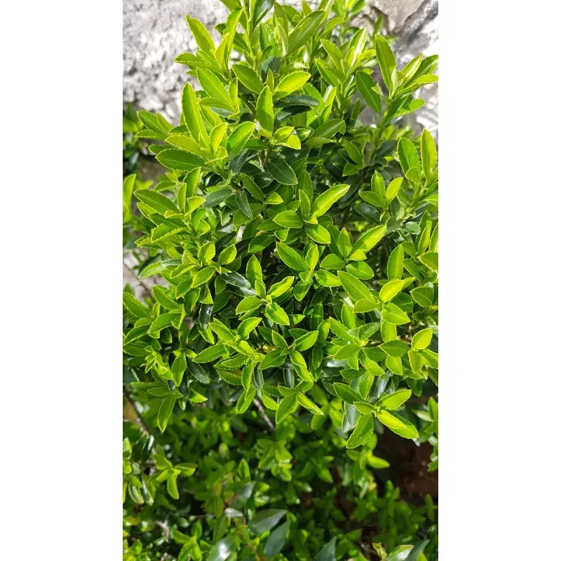 Euonymus japonicus 'Microphyllus' / Fusain du Japon nain / Conteneur de 7 à 10 litres