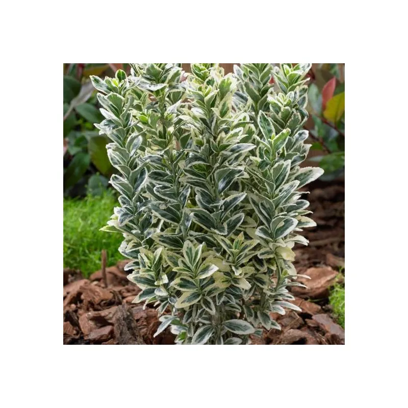 Euonymus japonicus 'White Spire'® / Fusain du Japon panaché / Conteneur de 7 à 10 litres