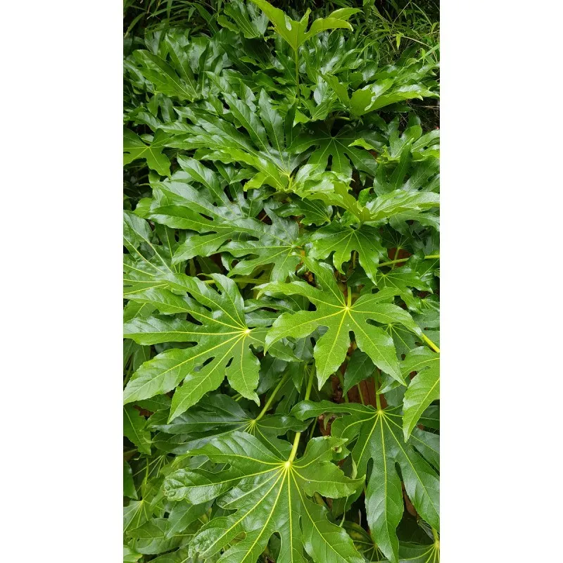 Fatsia japonica / Aralie du Japon / Conteneur de 3 à 4 litres