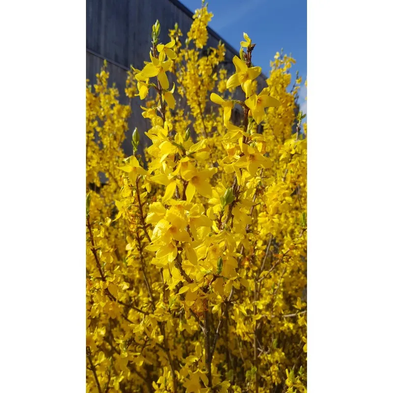 Forsythia x intermedia 'Mindor'® / Mimosa de Paris / Conteneur de 3 à 4 litres