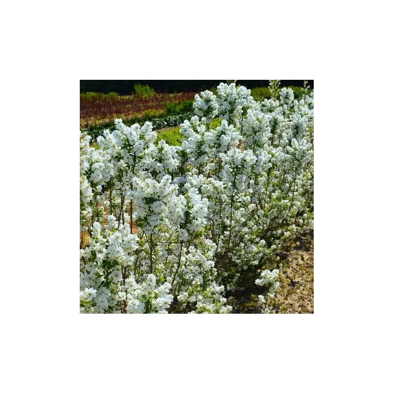 Exochorda racemosa MAGICAL SPRINGTIME® 'Kolmasprit' / Arbre aux perles / Conteneur de 7 à 10 litres