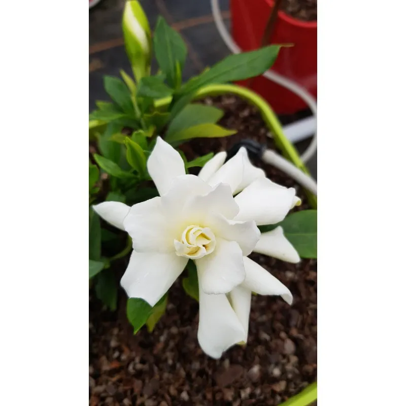 Gardenia x Celestial Star® 'PS-2013-4' / Gardenia rustique à fleurs doubles / Conteneur de 7 à 10 litres