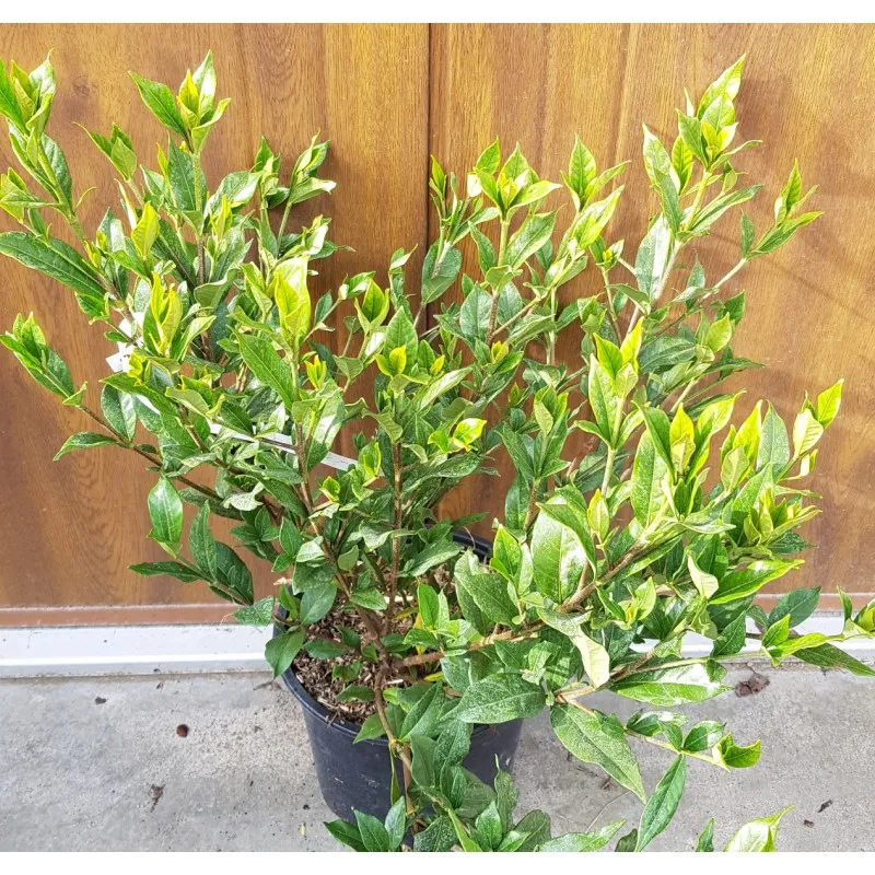 Gardenia FE® 'Double Mint' / Gardenia rustique à fleurs doubles / Conteneur de 3 à 4 litres