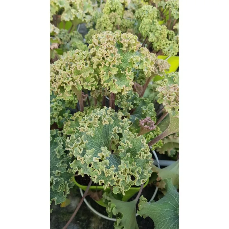 Farfugium japonicum 'Wavy Gravy'® / Plante Panthère / Conteneur de 3 à 4 litres