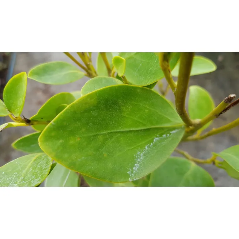 Griselinia littoralis / Griseline / Conteneur de 7 à 10 litres