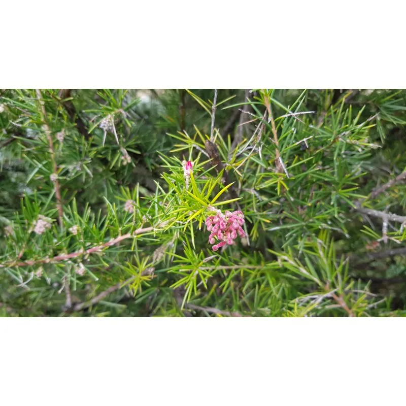 Grevillea 'Canberra Gem' / Grévillée à feuilles de genévrier / Conteneur de 3 à 4 litres