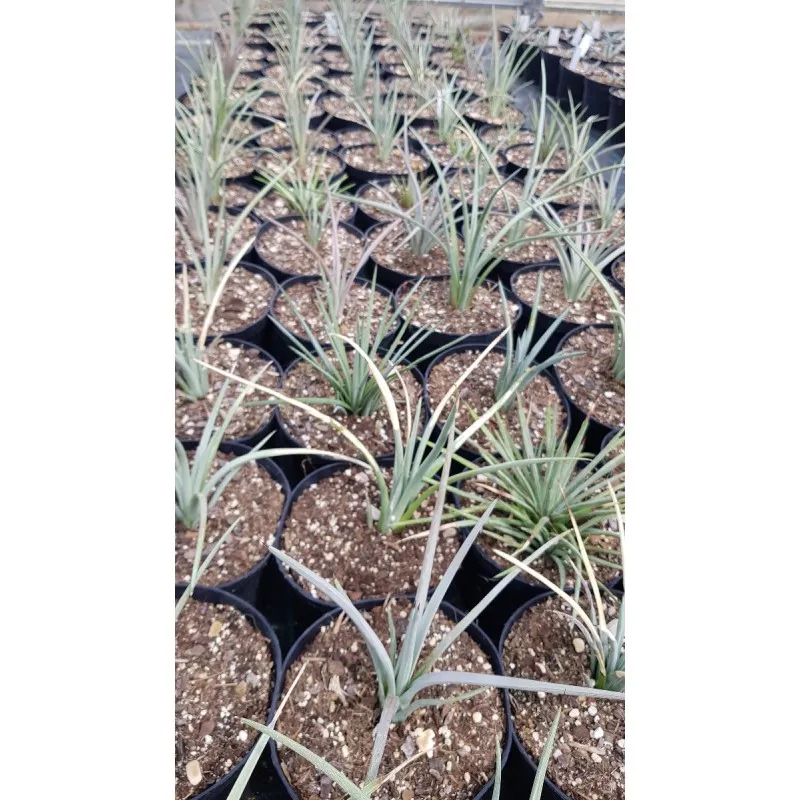 Agave striata subsp. striata 'Blue Dwarf' / Conteneur de 2 à 2.9 litres