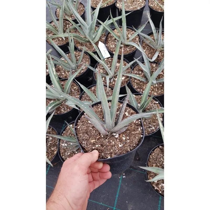 Agave lechuguilla 'Pale Blue' / Conteneur de 2 à 2.9 litres