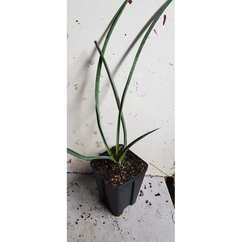 Yucca filifera / Yucca filifère / Godet Anti-Chignon