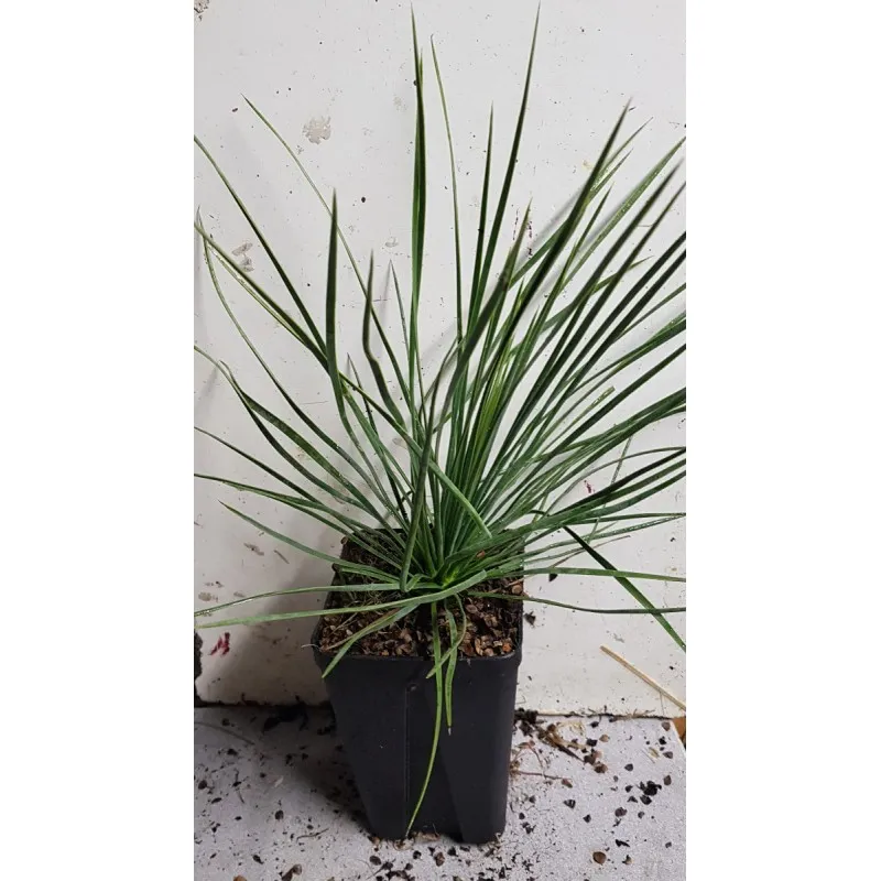 Yucca linearifolia Selection / Godet Anti-Chignon