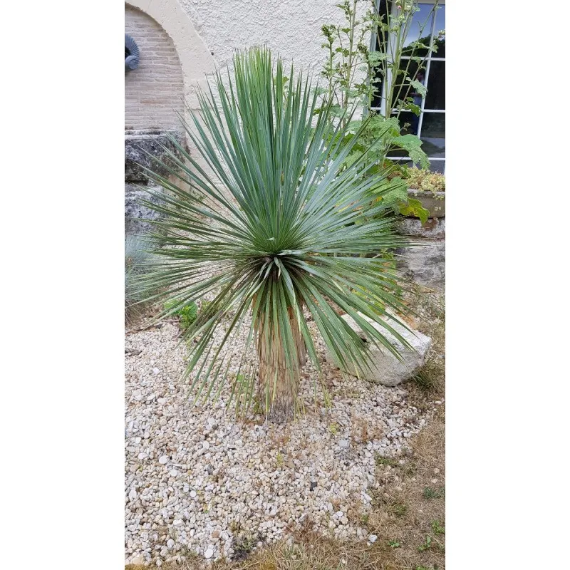 Yucca rostrata / Godet Anti-Chignon
