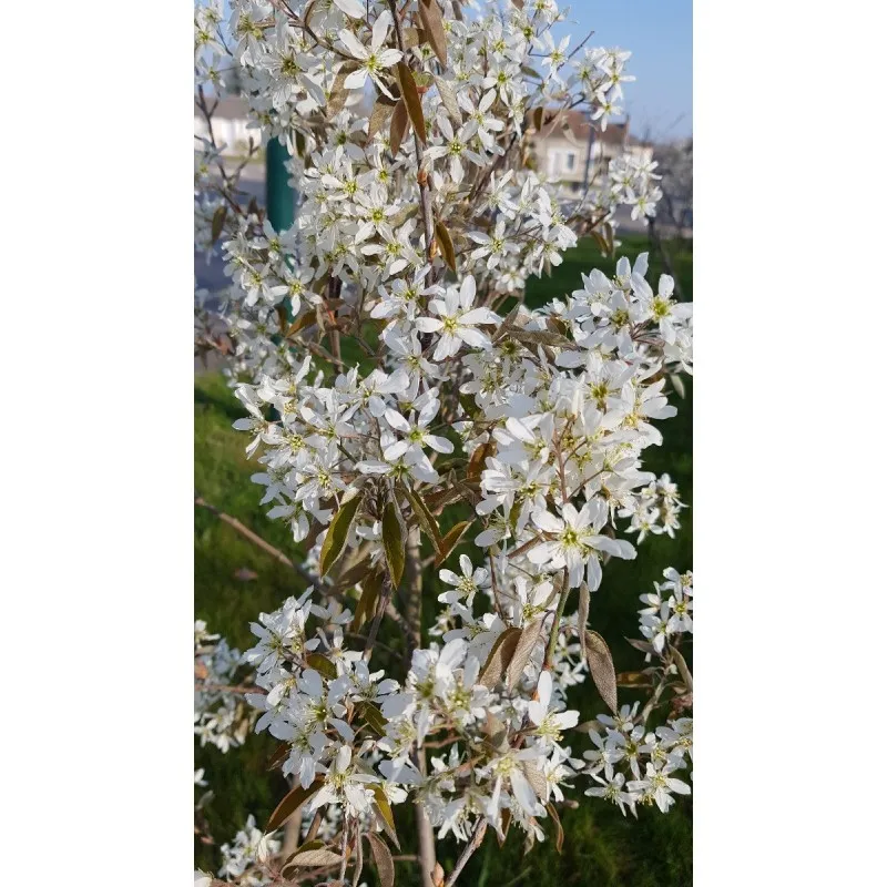 Amelanchier canadensis 'Prince William' / Amélanchier du Canada / Godet