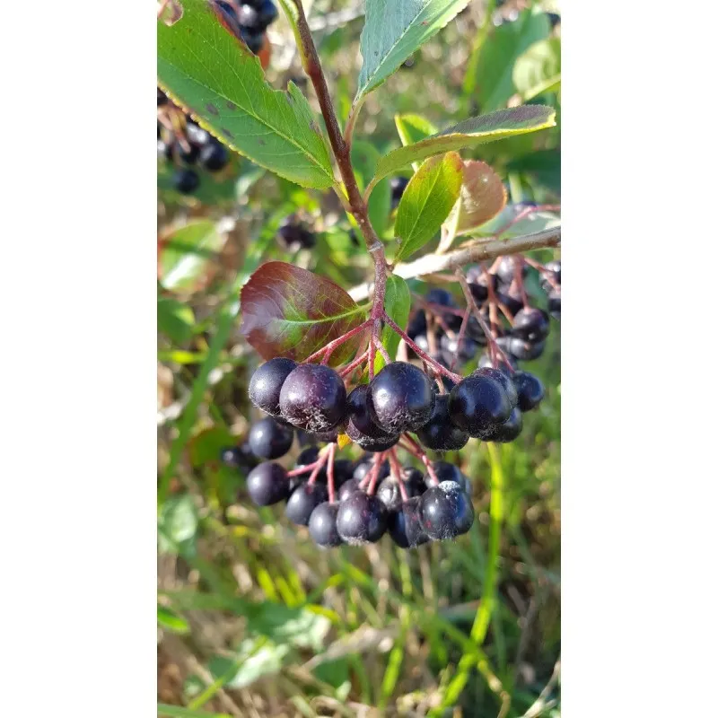 Aronia melanocarpa / Aronie du Canada / Godet