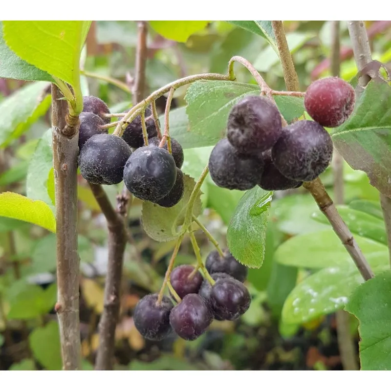 Aronia melanocarpa 'Galicjanka' / Aronie du Canada / Godet