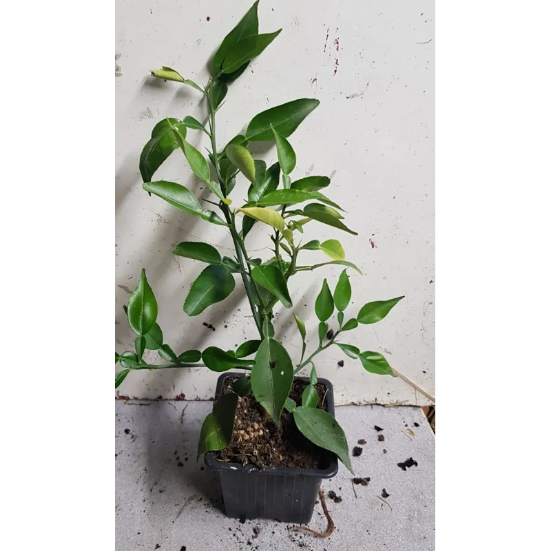 Citrus ichangensis (De bouture) / Ichang Papeda / Godet / Agrume