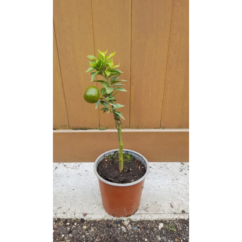 Citrus myrtifolia greffé sur Poncirus trifoliata / Mandarinier Chinois - Chinotto / Conteneur de 1 à 1.9 litres / Tigette