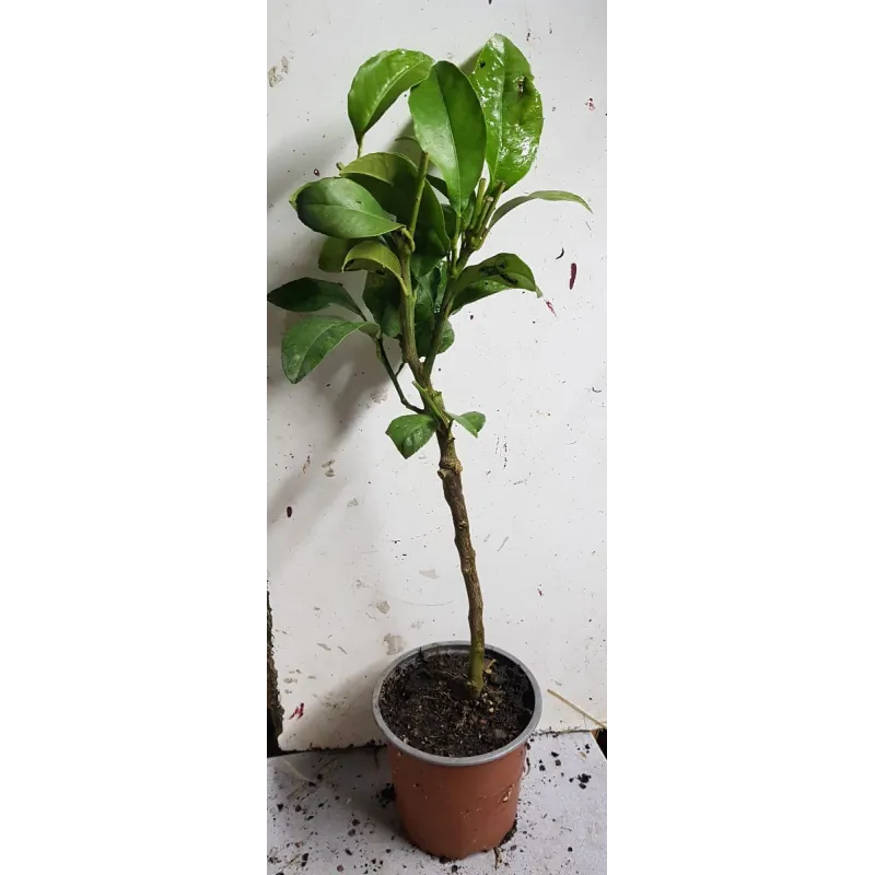 Citrus bergamia greffé sur Poncirus trifoliata / Bergamotier / Conteneur de 1 à 1.9 litres / Agrume