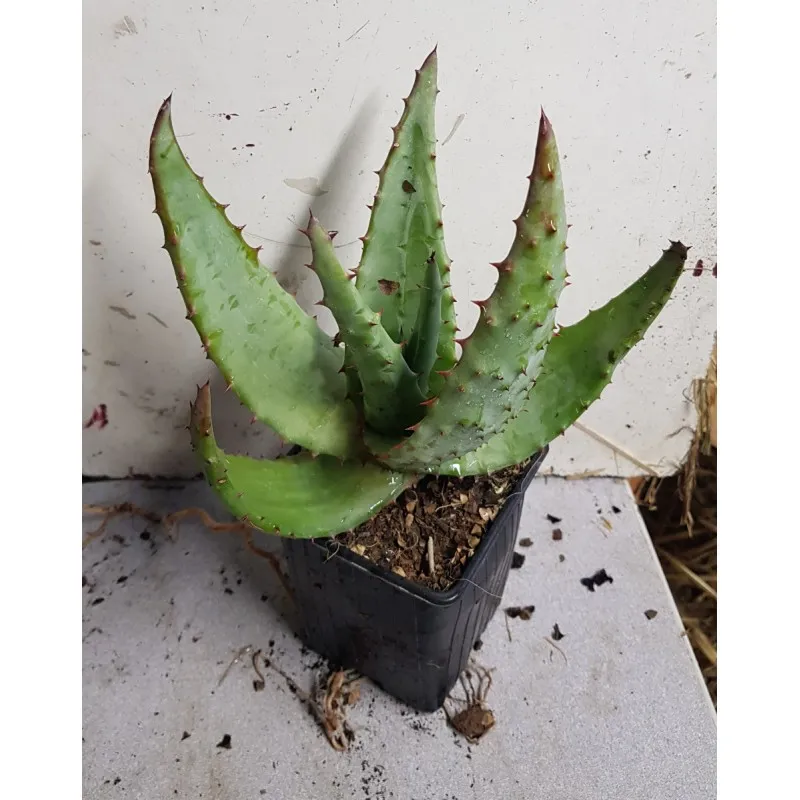 Aloe ferox / Aloès du Cap / Godet