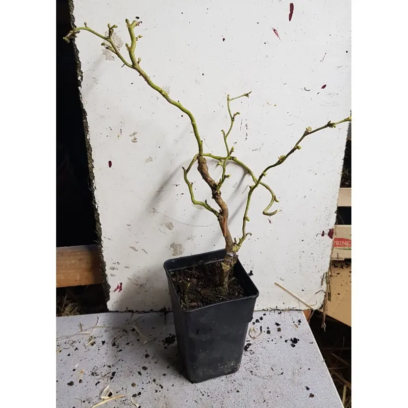 Corylus avellana MEDUSA® 'JWW9' / Noisetier tortueux nain / Conteneur de 0.5 à 0.9 litres / Touffe