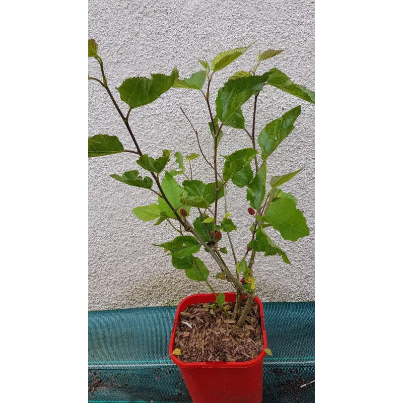 Morus 'Red No.2' / Mûrier à gros fruit rouge / Conteneur de 2 à 2.9 litres / Fruitier
