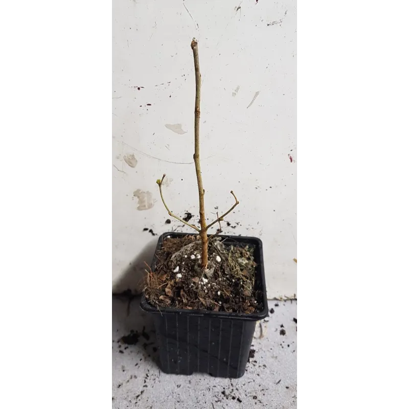 Morus alba 'Milanówek' / Mûrier blanc / Godet / Fruitier