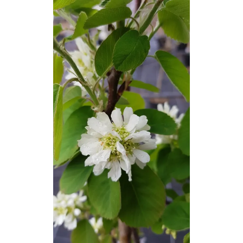 Amelanchier alnifolia 'Martin' / Amélanchier à feuille d'Aulne / Godet / Fruitier