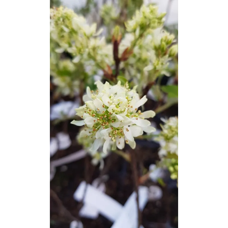 Amelanchier alnifolia 'Sleyt'/ Amélanchier à feuille d'Aulne / Godet / Fruitier