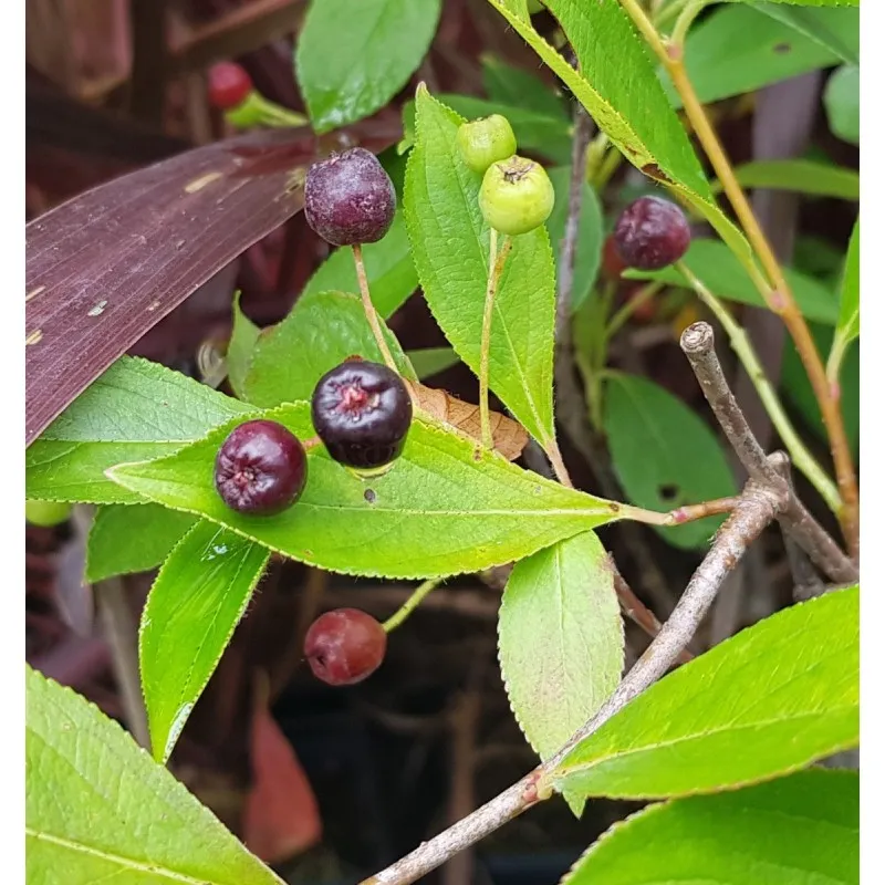 Aronia melanocarpa 'Hugin' / Aronie du Canada compact / Godet / Fruitier