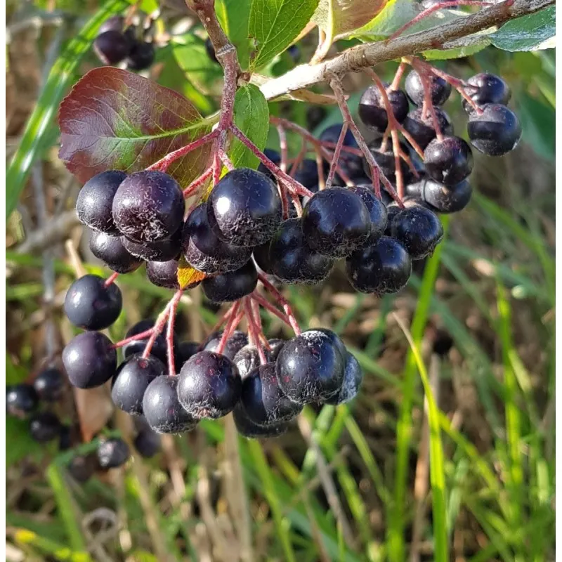 Aronia melanocarpa 'Professor Ed' / Aronie du Canada compact / Godet / Fruitier